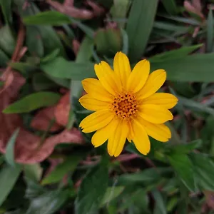 Nature Zone Jungle Resort Munnar